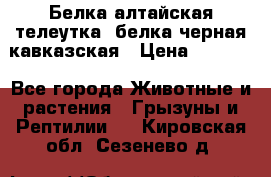 Белка алтайская телеутка, белка черная кавказская › Цена ­ 5 000 - Все города Животные и растения » Грызуны и Рептилии   . Кировская обл.,Сезенево д.